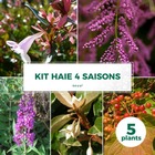 Kit haie 4 saisons - 5 jeunes plants - 5 jeunes plants : taille 20/40cm