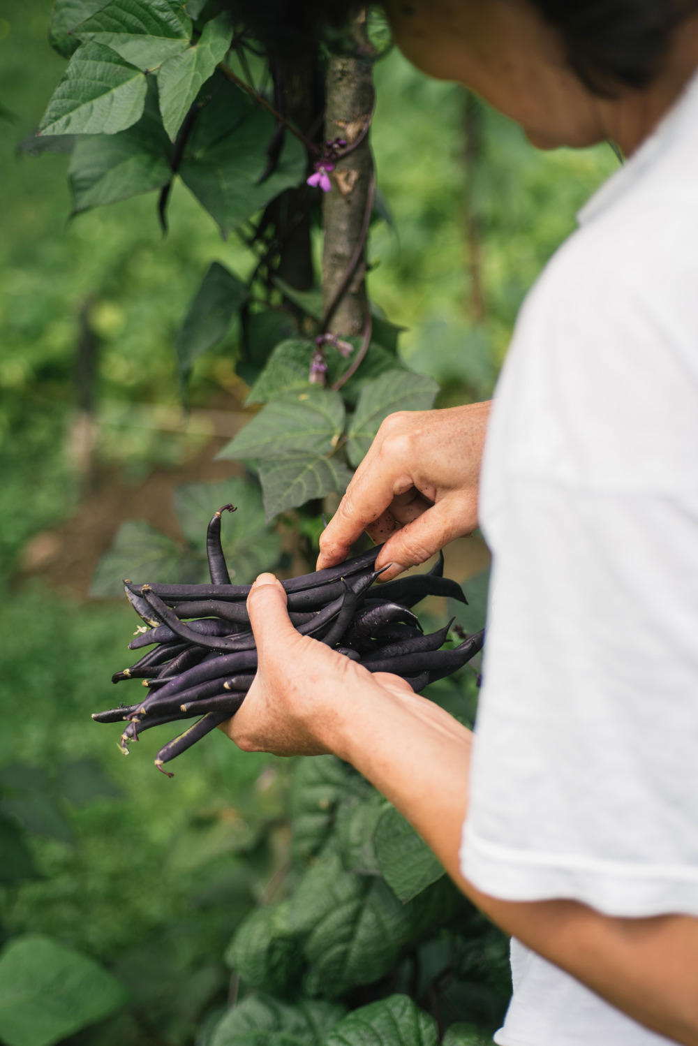 Sachet de graines de haricot à rames mangetout cosses violettes - sachet de 100 grammes - made in france