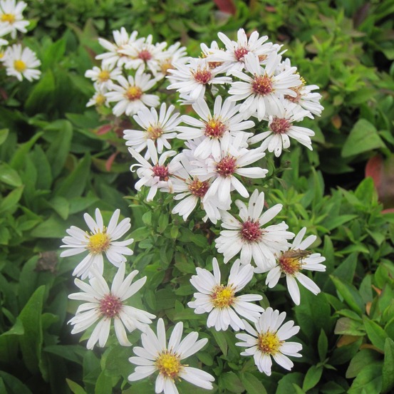 Aster nain 'schneekissen' godet de 8/9 cm