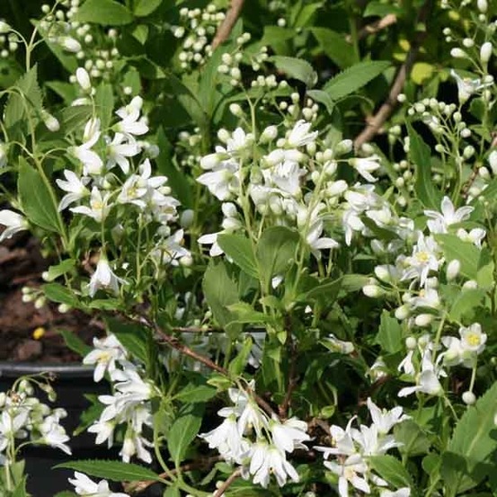 Deutzia crenata 'nikko' pot de 2l/3l