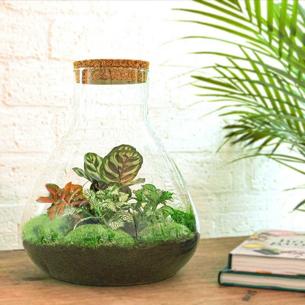 Kit terrarium diy - samos sans led calathea + fittonia rouge et verte - sans outil