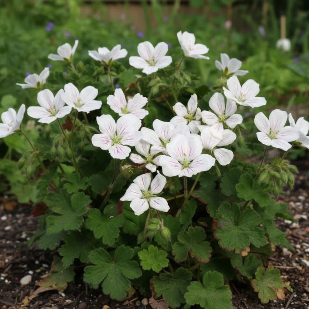 Bec de grue album, erodium lot de 3 godets