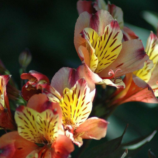 Alstrœmères brissac, lis des incas godet - 5/20 cm