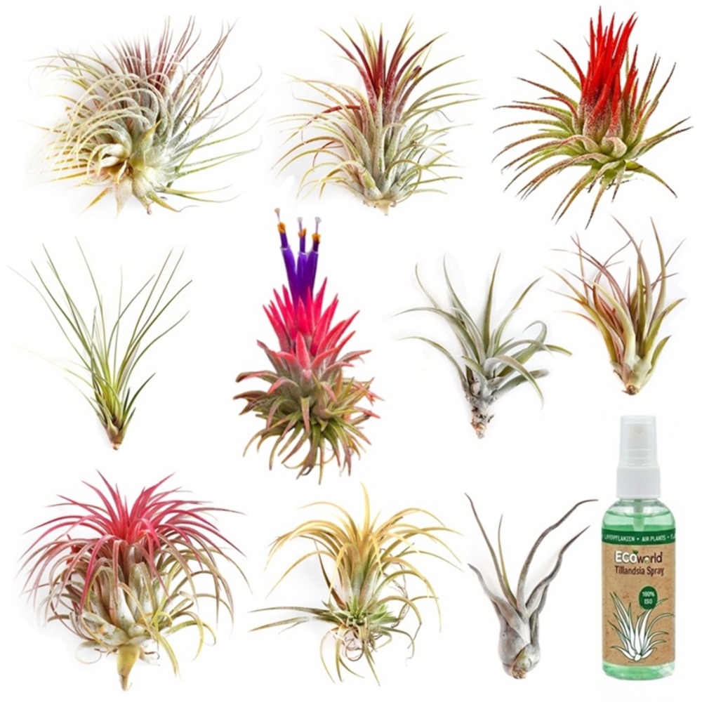 Plantes aériennes tillandsia, lot de 10 - vaporisateur inclus