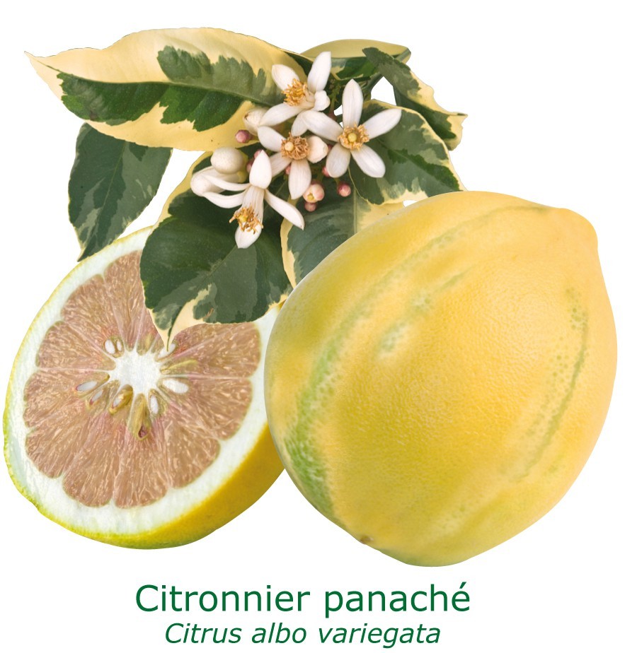 Citronnier rose 4 saisons bio tailles:pot de 3 litres, hauteur 30/40 cm