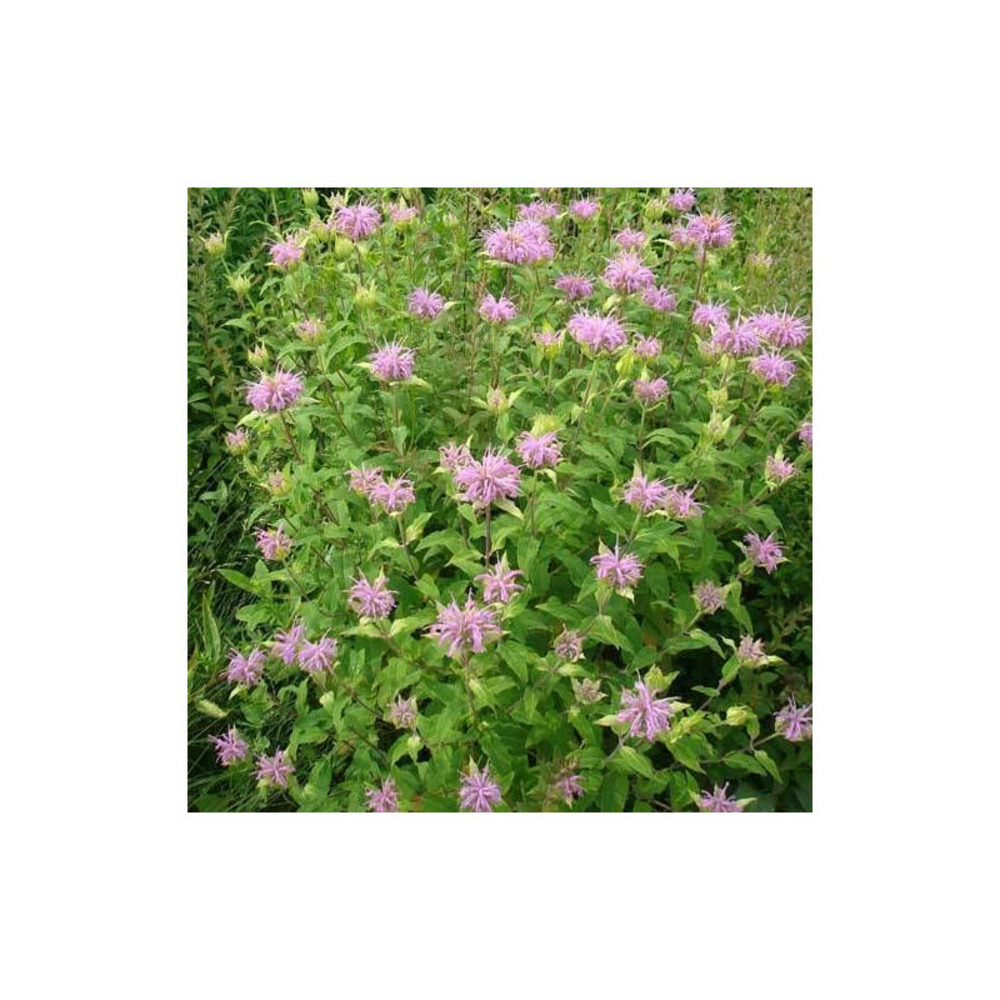 Monarde fistuleuse lot de 3 godets