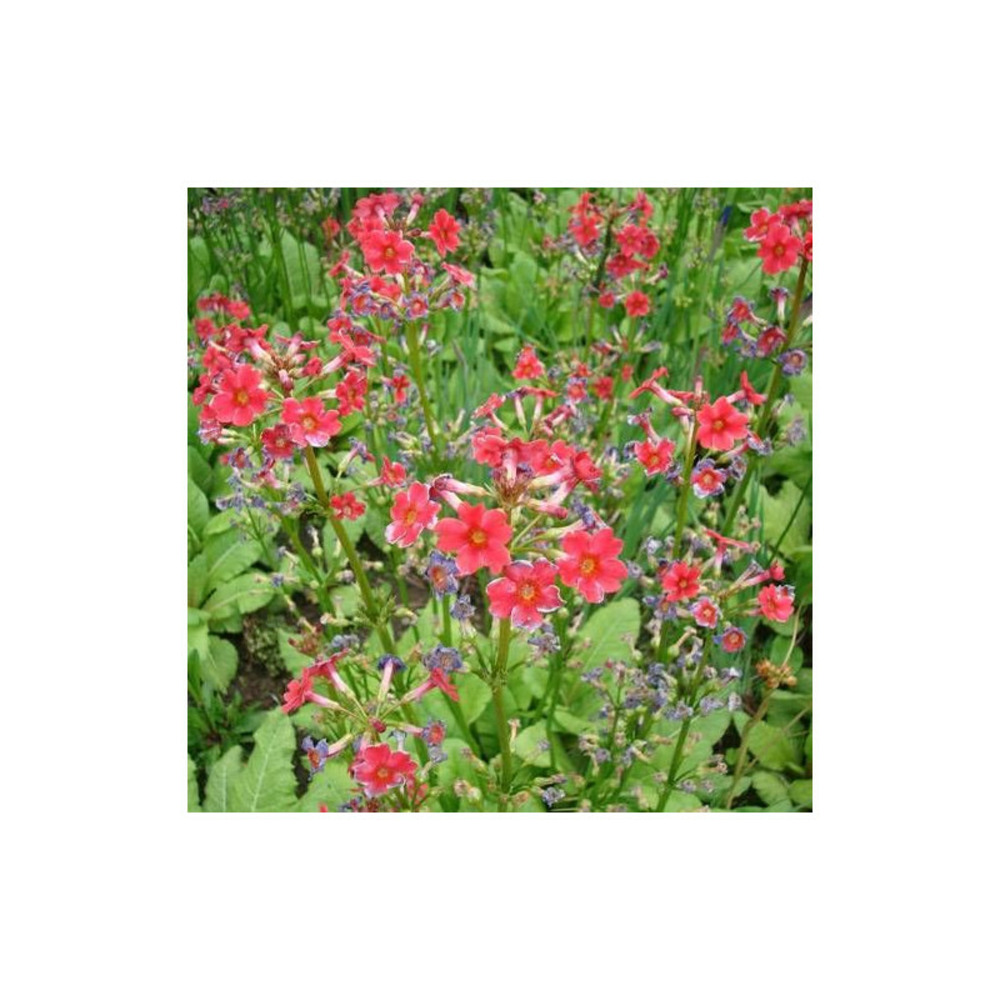 Primevère candélabre godet - 5/20 cm