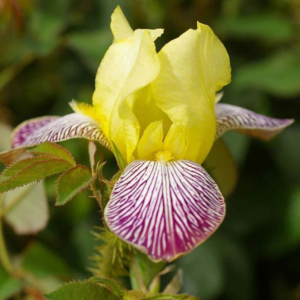 Iris des jardins remontant 'gracchus' rhizome, calibre 10/15, qualité extra