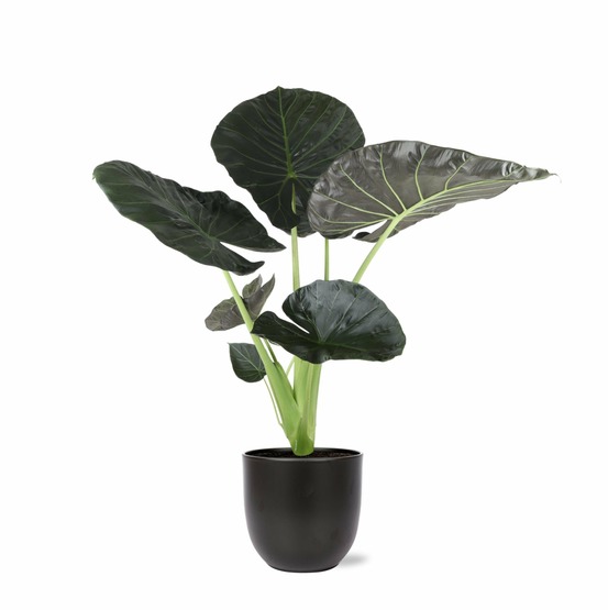 Alocasia regal shield et son pot noir - hauteur 100cm