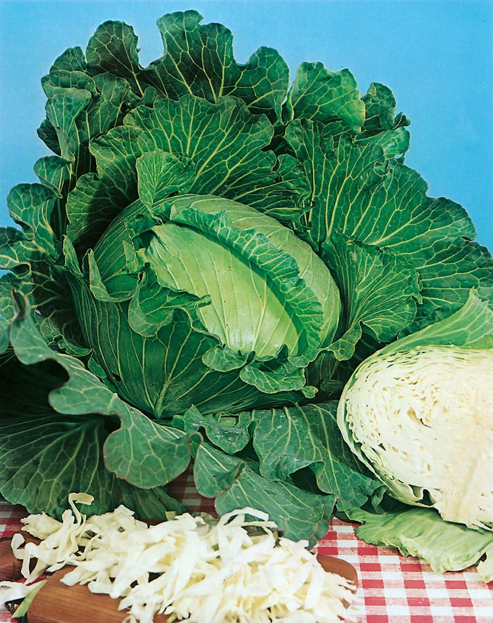 Chou cabus quintal de strasbourg - 3 g