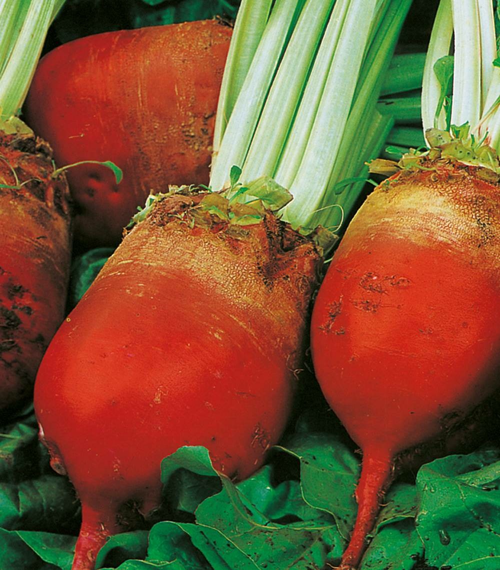 Betterave rouge d'eckendorf - 250 g