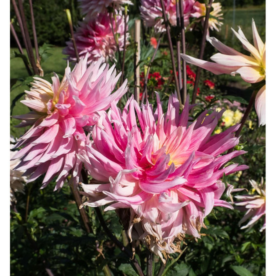 Bulbe de dahlia cactus prestige sachet de 1 bulbe