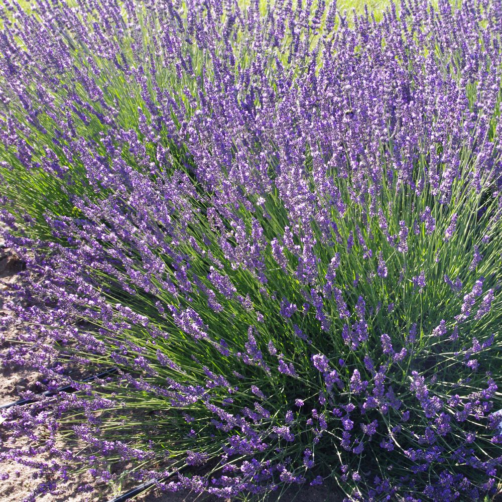 Lavande 'phenomenal' pot de 4l/5l