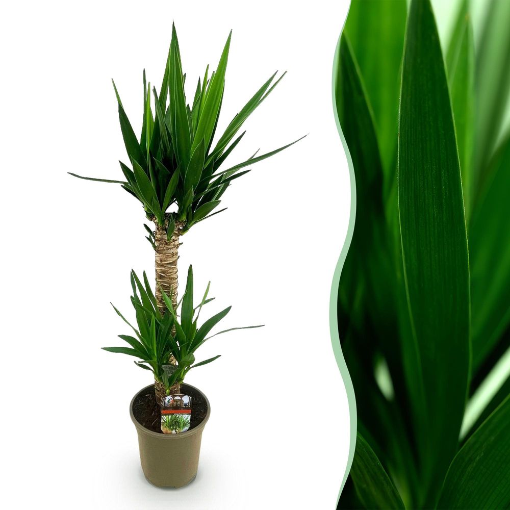 Yucca elephantipes - yucca - pot de 19cm - hauteur de 12cm - plantes d'intérieur