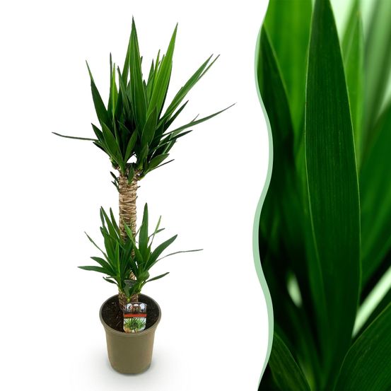 Yucca elephantipes - yucca - pot de 19cm - hauteur de 12cm - plantes d'intérieur