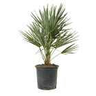 Chamaerops humilis – palmier nain européen – palmier – rustique - ⌀19 cm - ↕60-70 cm