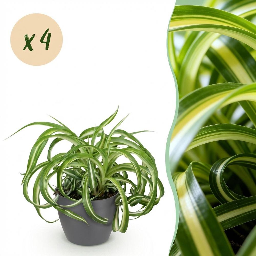 Chlorophytum comosum bonnie - pet-friendly - pot de 12cm - hauteur 20cm - plantes d'intérieur