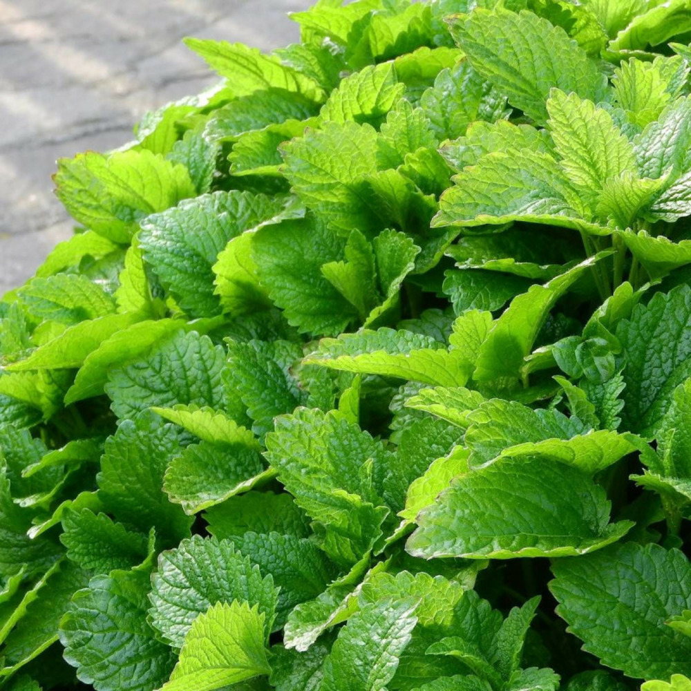 Mélisse officinale lot de 3 godets