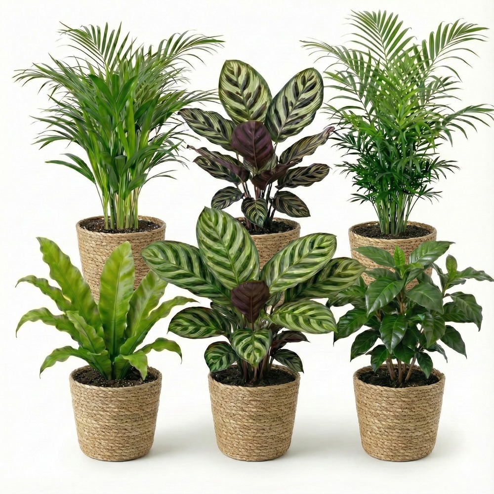 6 plantes d'intérieur avec panier - purificatrices d'air ø 12 cm