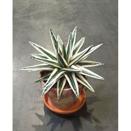 Agave victoriae-reginae white rhino d. 15cm h. 15cm - plante d'intérieur