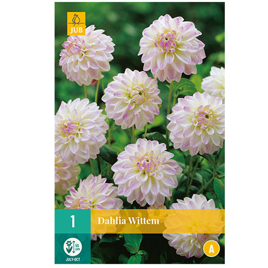 1 bulbe dahlia wittem blanc