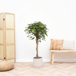 Plante D int rieur Schefflera Gold Capella Tronc Tress H160cm 160cm plante-d-int-rieur-schefflera-gold-capella-tronc-tress-h160cm-160cm