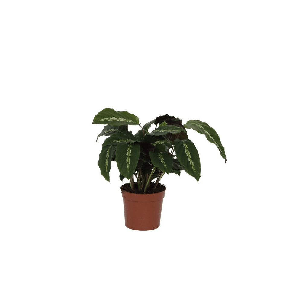 Calathea maui queen - plantes d'intérieur