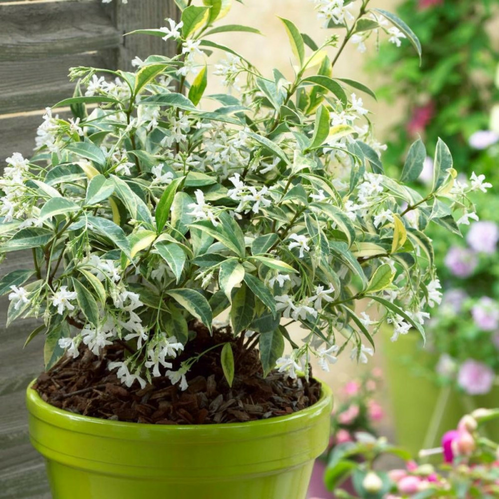 Jasmin étoilé sun lover® godet - 5/10 cm