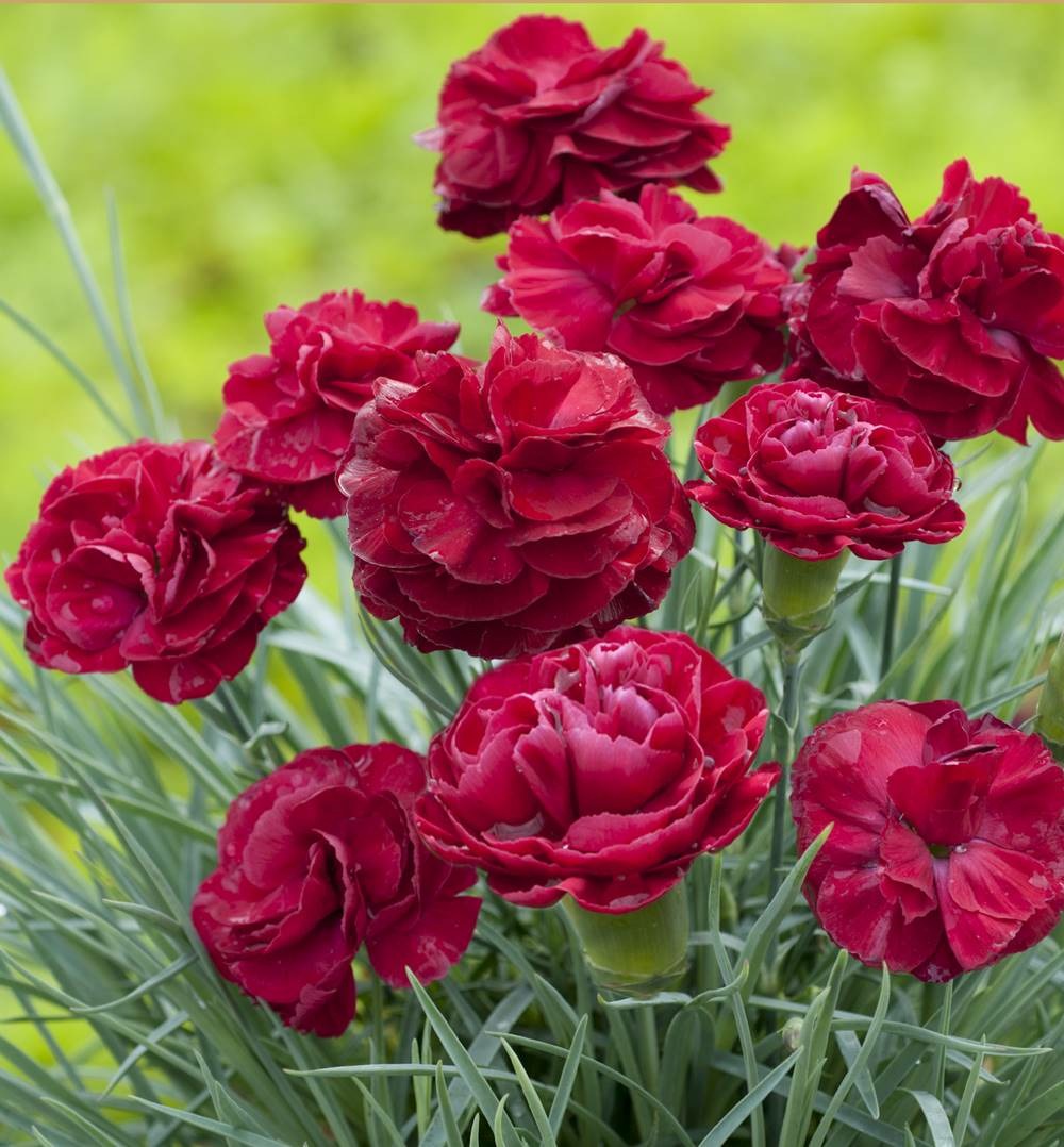 Oeillet desmond plante vivace - 3 godets