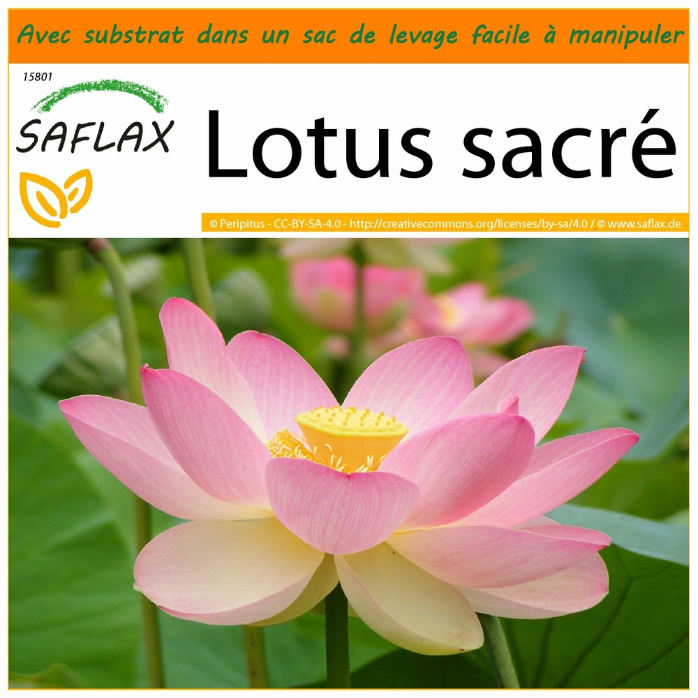 Garden in the bag - lotus sacré - 8 graines - nelumbo nucifera