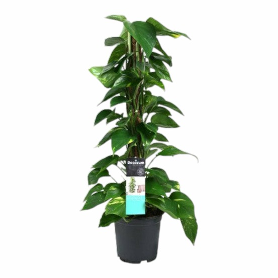 Scindapsus (epipremnum) - h80 cm - ø19 cm
