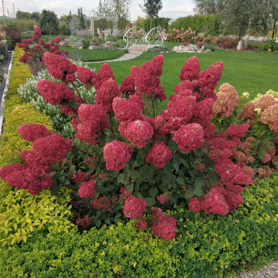 Hortensia paniculé framboisine® 'rensam' - le pot / 8cm, vendu par lot de 4
