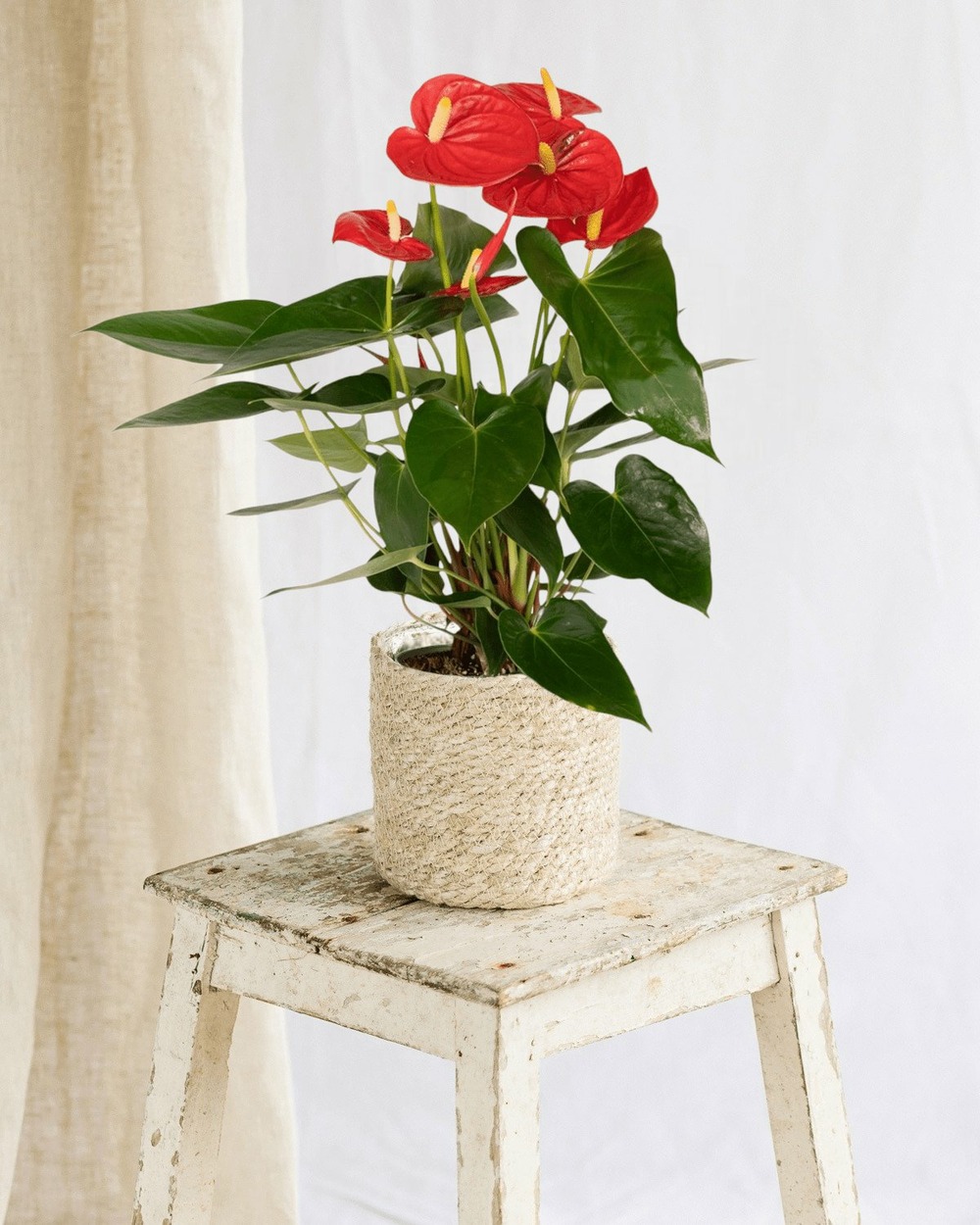 Anthurium rouge