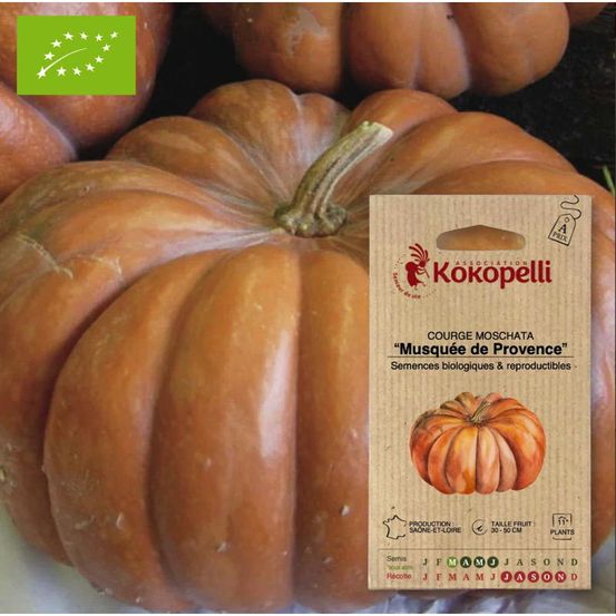 Courge moschata musquée de provence- graines bio à semer