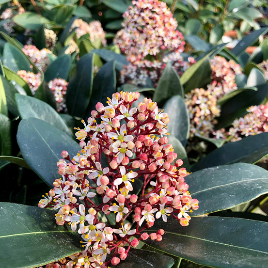 Skimmia du japon 'rubella' pot de 7,5l/10l