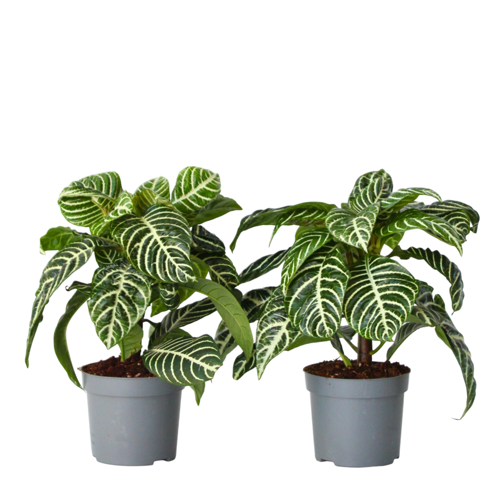 Plante à feuilles panachées - set de 2 - aphelandra botanica - h25-45cm - ⌀13cm