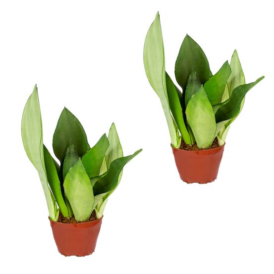 Sansevieria 'moonshine' lot de 2 - plante d'intérieur et pot ⌀9 cm - ↕35 cm