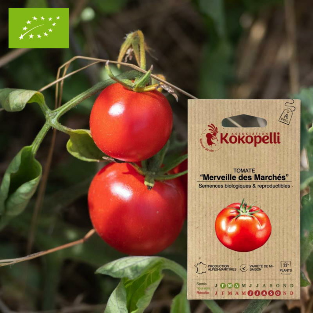 Tomate merveille des marchés- graines bio à semer