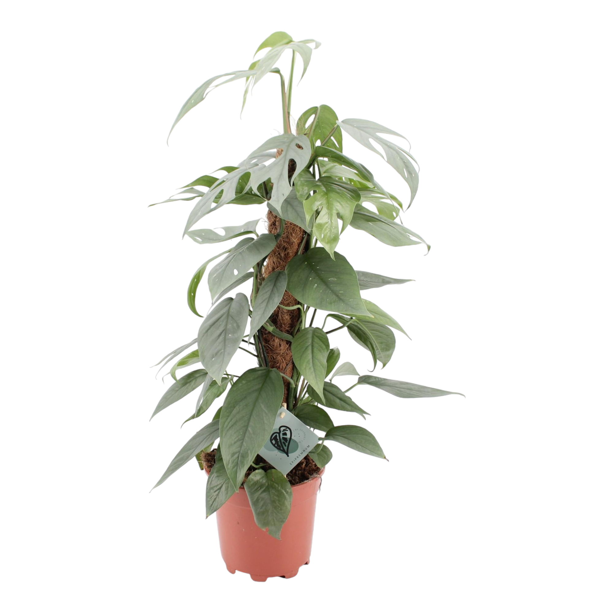 Achetez votre Cactus Unique, Plante D'intérieur Facile d'Entretien – La  Green Touch