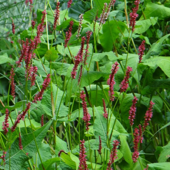Persicaire speciosa lot de 9 godets