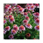 Échinacée butterfly kisses®/echinacea x butterfly kisses®[-]godet