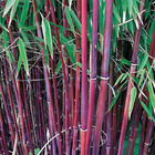 Collection de 2 bambous non-traçants, les 2 pots / 1.5l / hauteur livrée environ 40cm