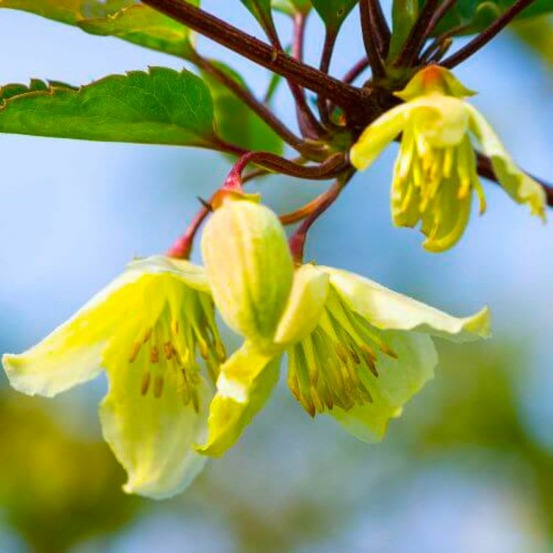 Clématite cirrhosa 'wisley cream'