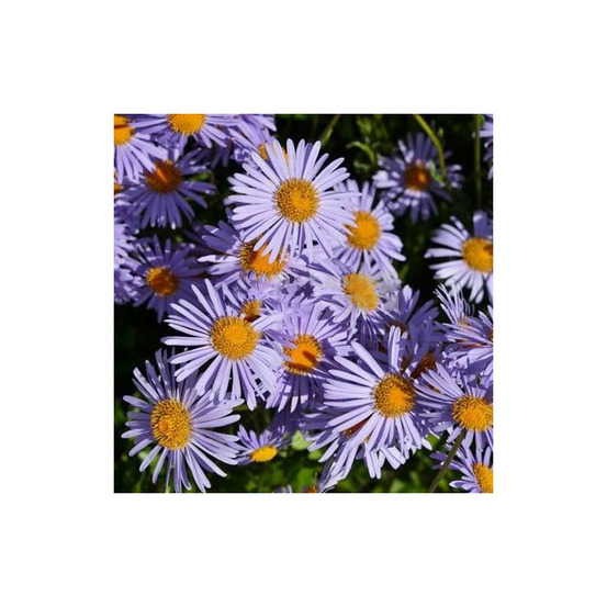 Aster de printemps napsbury lot de 5 godets