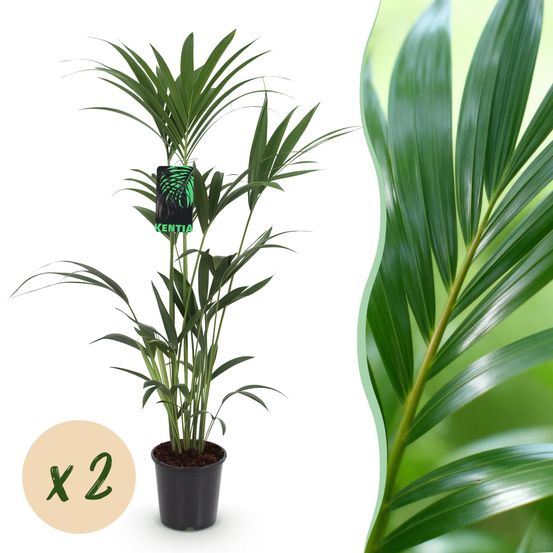 Howea forsteriana - kentia palm - pot de 21cm - hauteur 120-130cm - plantes d'intérieur