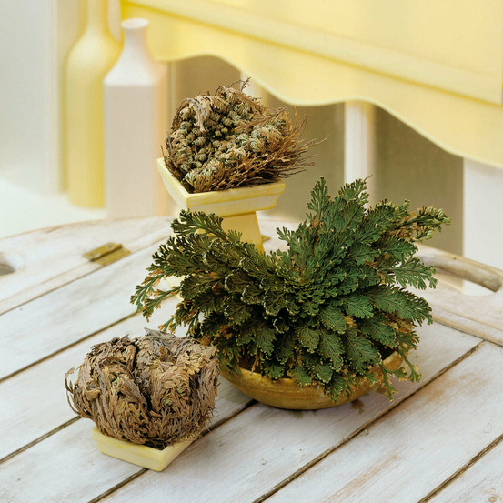 Rose de jericho - le plant