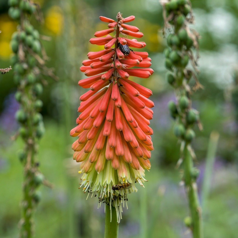 Tritoma papaya popsicle - le pot / ø 9cm