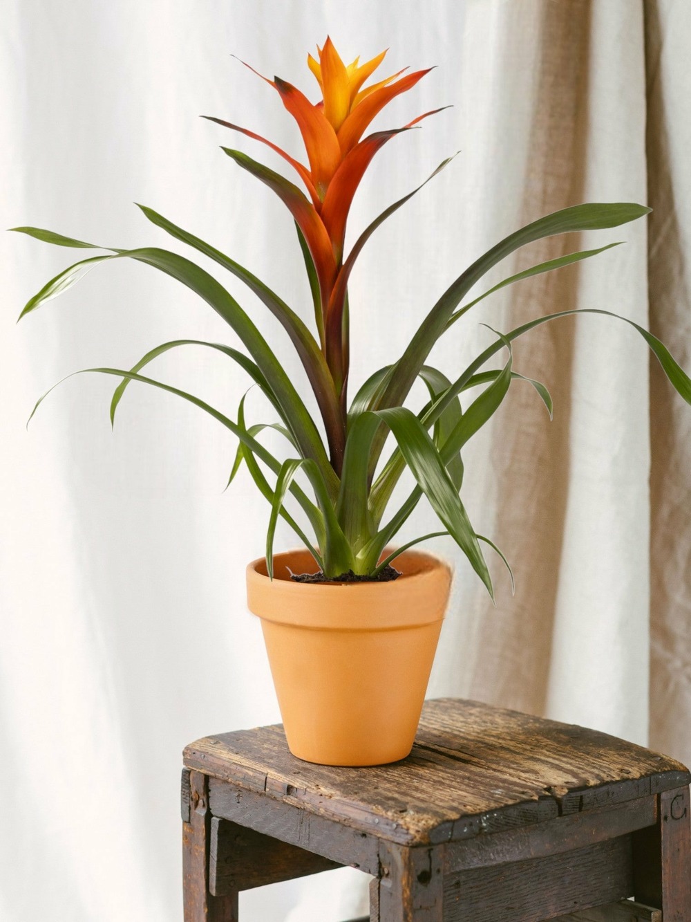 Guzmania variada 50cm - plante d'intérieur