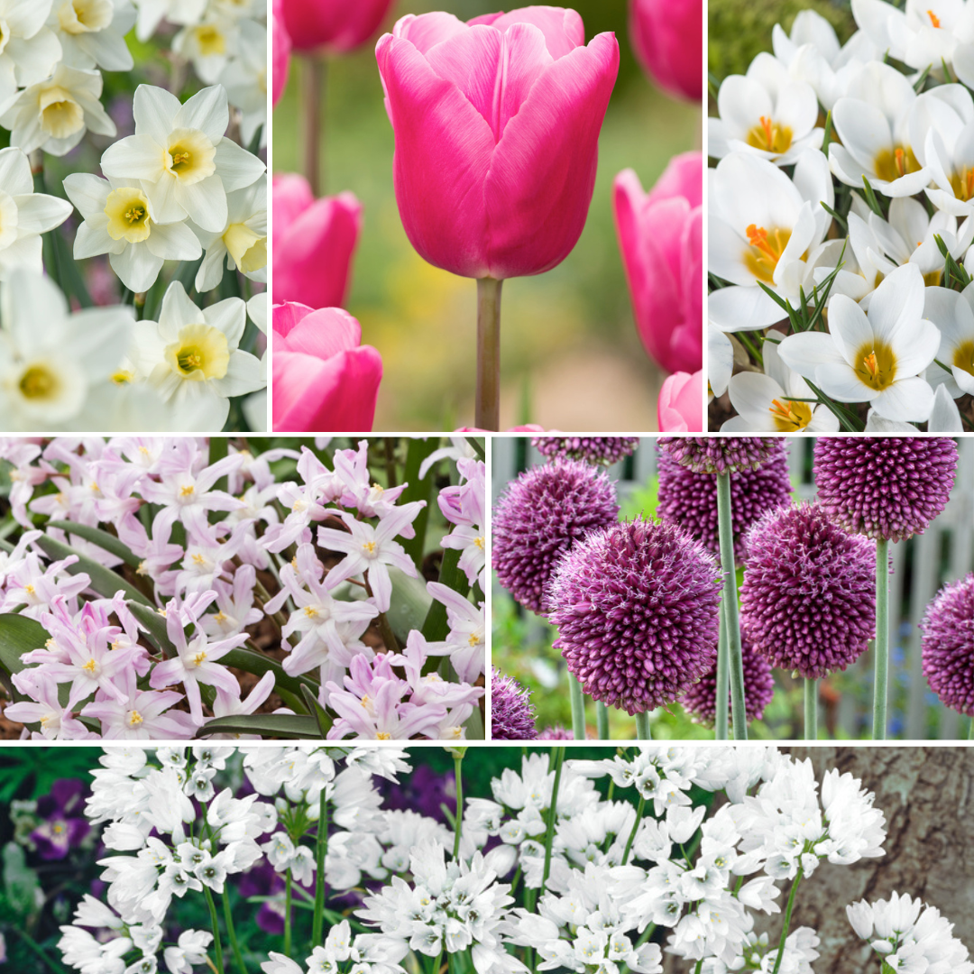 Bulb garden pink - 125x mélange de bulbes - narcisse, allium, crocus, tulipe - bulbes à fleurs pour jardin, terrasse ou balcon