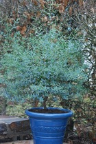 Eucalyptus gunni France Bleu® 'Rengun' C 4 litres